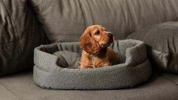 Una veterinaria revela los peligros y riesgos ocultos de castrar a tu mascota