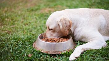 Una veterinaria alerta de todos los riesgos que esconde el pienso para los perros: "Yo no lo daría"