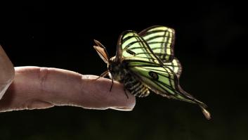 El kilómetro cero de la preciosa mariposa española que se cría en un hábitat único