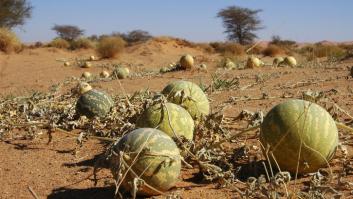 Muy cerca de España los agricultores se ven obligados a destruir las sandías y melones de sus campos