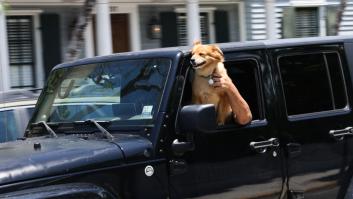 El documento obligatorio para viajar con tu perro con la nueva ley animal