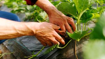 Francia asesta un golpe a España con el innovador invento que dispara la fruta de verano