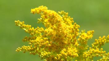 La flor que parece mala hierba es inteligente y puede 'escuchar los gritos'