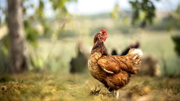 El gallinero de autoconsumo 5 estrellas que aspira a ser el más confortable de España