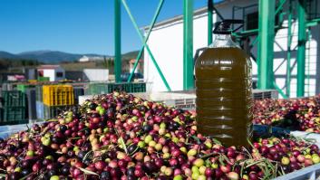 El dueño de una almazara rompe el sueño del precio del aceite de oliva para este año