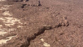 Descomunal ataque de algas en el litoral de Cádiz