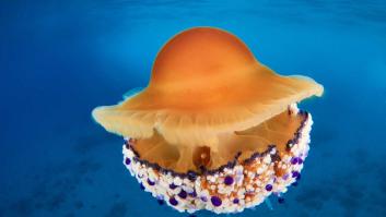 Avisan del regreso de unas temidas medusas a las playas españolas y no vienen solas