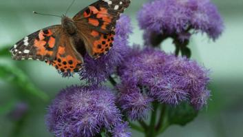Científicos españoles demuestran por primera vez que las mariposas cruzaron el océano