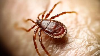 Una garrapata activa el protocolo de emergencia en Madrid por la transmisión de una enfermedad letal