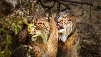 El gurú del lince que multiplicó la especie por 10: "Decían que poníamos cadáveres en carreteras"