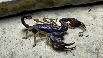 Una huésped sufre una picadura de escorpión en un hotel de Alcorcón (Madrid)