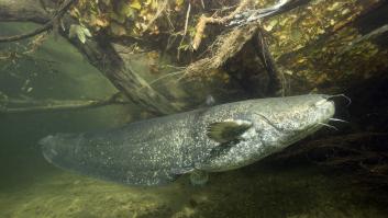 Pescan un siluro radioactivo de más de dos metros en el río Ebro