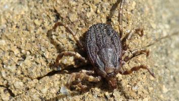 La conocida playa española que se ha convertido en un delicado foco de garrapatas