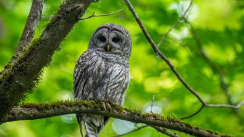 Este es el país donde se encuentra la lechuza más grande del mundo