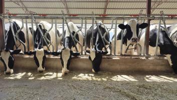 Científicos de EEUU descubren cómo se extiende la gripe aviar entre mamíferos