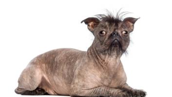 Este es el famoso concurso de perros más feos del mundo y sus últimos ganadores