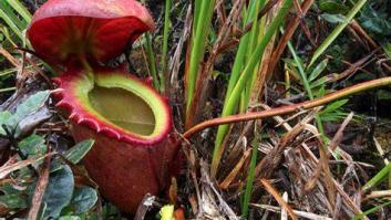 Esta es la planta carnívora más grande y la comida que le debes dar para que no te eche un bocado