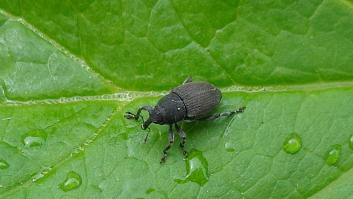 Las supercucarachas eran solo el comienzo: descubren nuevos insectos de pura casualidad