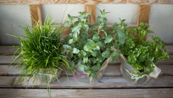 Esta es la hierba aromática del verano que te permitirá conciliar el sueño en 30 minutos