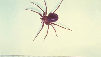 Estos son los rincones preferidos de la venenosa araña violinista que ha entrado en España