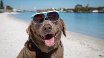Experto en adiestramiento canino: "Si tu perro sufre un golpe de calor nunca lo mojes con agua helada"