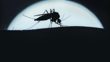 Estas son las noches en las que los mosquitos se ponen las botas: aumentan su actividad hasta en un 500%
