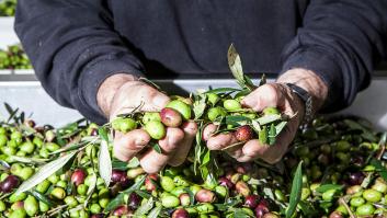 Una de las eminencias de la aceituna en España mete miedo con la cosecha de 2025