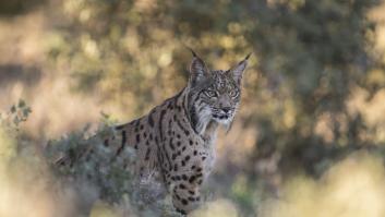 El ave más amenazada de España encuentra la protección del lince ibérico