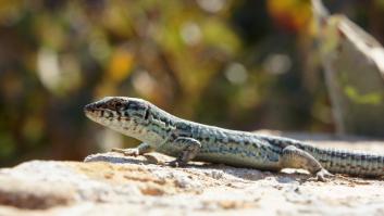 El significado de que una lagartija merodee por tu casa hará que no la ahuyentes nunca más