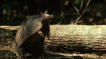 Un armadillo cambia la historia de América tal y como la conocemos