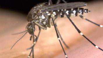 Muere en Sevilla una mujer contagiada de virus del Nilo