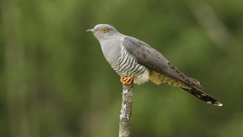 Este es el okupa del mundo de los pájaros