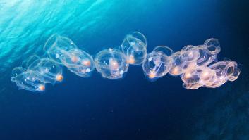 Avisan de la llegada precipitada de la desconocida plaga gelatinosa que abarrota las playas españolas