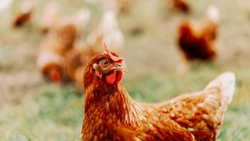 La multa a la que te enfrentas por no legalizar los gallineros para autoconsumo