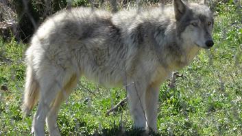 Las 7 razas híbridas lobo-perro que el hombre ha descubierto hasta ahora