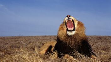 Este es el león más grande del mundo