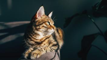 Una veterinaria divide en 6 los ciclos de vida de los gatos y pide cambiar el comportamiento en cada una de las fases