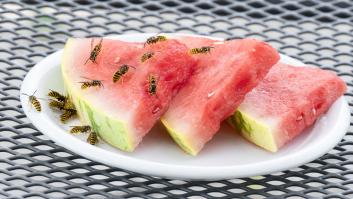 La trampa que tienes que colocar a las avispas media hora antes de una comida al aire libre para mantenerlas alejadas de los platos