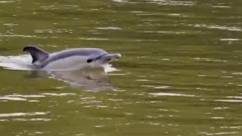 Londres pide alejarse del animal que ha aparecido en el río Támesis