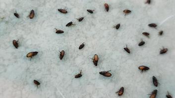 Adiós a las garrapatas y otras plagas: un ferretero pide que uses estos productos milagrosos para acabar con los bichos