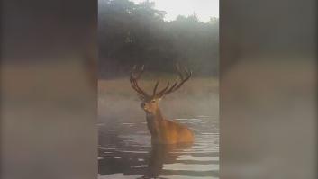 Un ciervo se enfrenta a dos lobos que intentaban cazarlo en un parque natural en Holanda