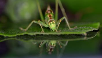 Descubren cómo puedes usar un grillo para saber la temperatura que hace en la calle