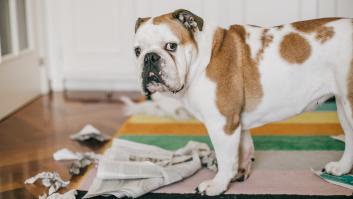 Alejandro Flores, educador canino: "Si no quieres que tu perro destroce tu casa, ojo a los juguetes"