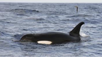 Un grupo de orcas ataca al yate de una familia y las autoridades activan las alarmas: ya no es un incidente aislado