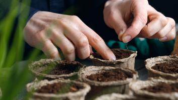 Un árbol único nace de la semilla olvidada de 1.000 años de antigüedad: "Es un tesoro escondido de sustancias medicinales"