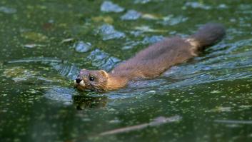 Extraen 916 garrapatas de estos animales en España y tropiezan con tres nuevas especies de virus