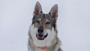 Revelan lo que jamás debes hacer si te encuentras con un lobo