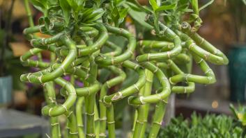 Piden olvidarse del bambú por estos tres arbustos de crecimiento ultrarrápido y sin necesidad de jardinero para su mantenimiento