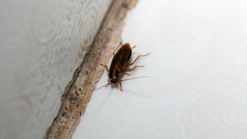 Este es el significado detrás de encontrarte con cucarachas en casa este verano