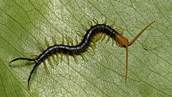 Un experto en plagas sentencia el uso de insecticidas en casa: "Si ves ciempiés, sé agradecido, son un aviso"